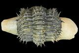 Bargain, Spiny, Enrolled Drotops Armatus Trilobite - long #161463-2